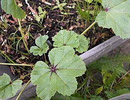 Qu'est ce qui pousse dans une jardinière