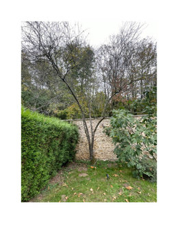 conseil taille et élagage d'un arbre - merci!