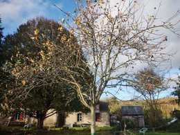 conseils pour la taille d'un pommier