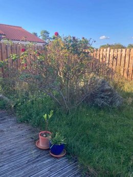 Conseils de taille - Rosier qui a trop grandi