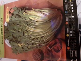 pissenlit ou chicorée