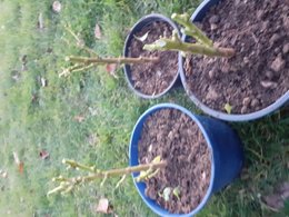 Hivernage des poivrons