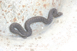 pissenlit ou chicorée