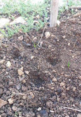 Qui mange mes graines  ?