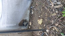 Qui mange mes graines  ?