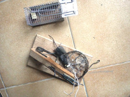 Qui mange mes graines  ?