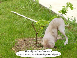 Pied de vigne arrach&eacute;