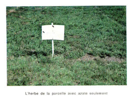 Organisation du potager et petites astuces