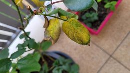 Feuilles jaunes sur un rosier