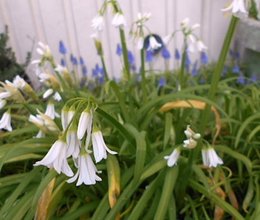 QUI conna&icirc;t ????