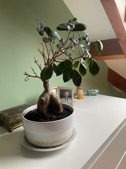 Bonsa&iuml;. Question basique