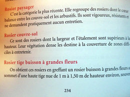 Red&eacute;marrer un rosier tige.