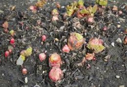 Que dois je faire avec ma rhubarbe