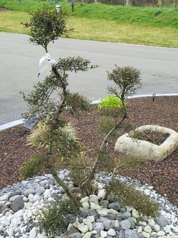 Mon ilex crenata nuage se meurt