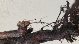 Chose &eacute;trange sur racine de rosier