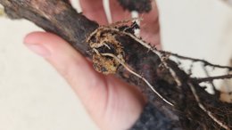 Chose &eacute;trange sur racine de rosier