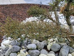 Mon ilex crenata nuage se meurt