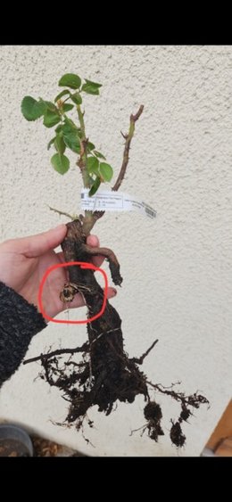 Chose &eacute;trange sur racine de rosier