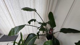 Tourner un Oiseau du paradis ?