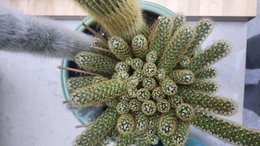 Couper un catus Mammillaria elongata ?