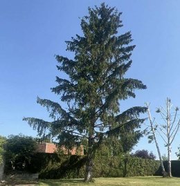 Abattage d'un sapin &agrave; Maison Rouge