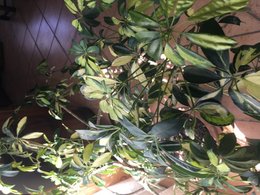 quel est le nom de cette plante ?