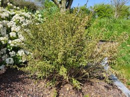 Mes eriostemons meurent l'un apr&egrave;s l'autre