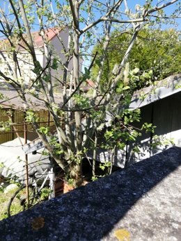 quel est cette arbre