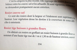 Red&eacute;marrer un rosier tige.