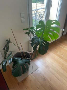 Une id&eacute;e pour donner du style &agrave; ma plante?