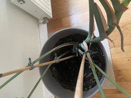Une id&eacute;e pour donner du style &agrave; ma plante?