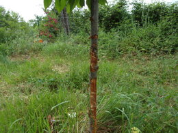 cerisier, &eacute;corce tr&egrave;s abim&eacute;e