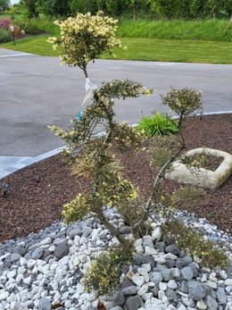 Mon ilex crenata nuage se meurt
