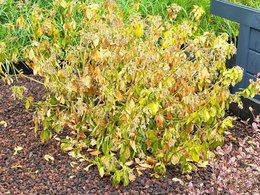 Mes eriostemons meurent l'un apr&egrave;s l'autre