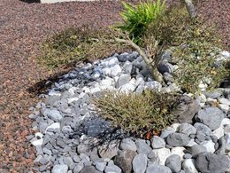 Mon ilex crenata nuage se meurt