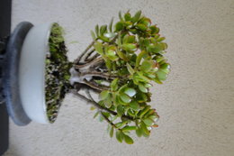 Arbres de Jade