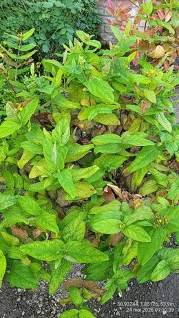 Arbustre avec fleurs qui attrapent la rouille