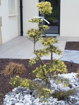 Mon ilex crenata nuage se meurt