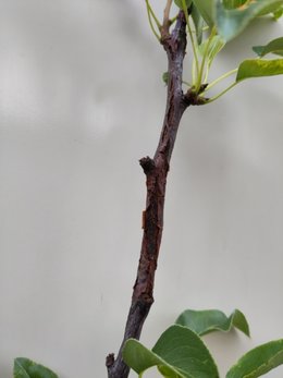 Identification maladie 