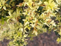 Mon ilex crenata nuage se meurt