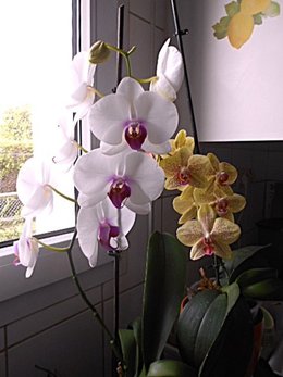 Floraison d'une orchid&eacute;e