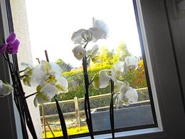 Floraison d'une orchid&eacute;e
