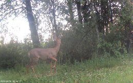 Renard dans le jardin