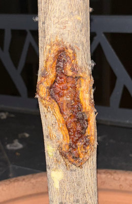 Blessure / maladie tronc citronnier