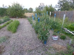 En 2004, mes 52 variétés de tomates