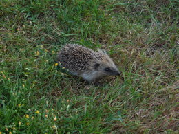 Au  petit coucou amical