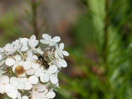 Observez-vous beaucoup d'abeilles dans votre jardin ?