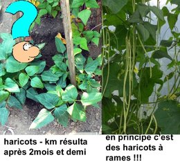 avez vous semé vos haricots verts ?