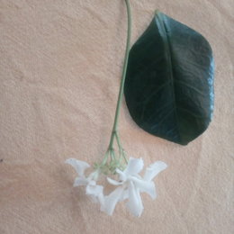 Jasmin ou jasminoide