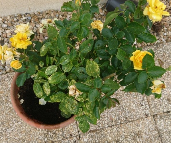 rosier feuilles jaunes Forum jardinage